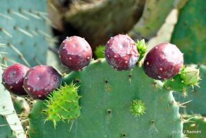 Opuntia Ficus Indica
